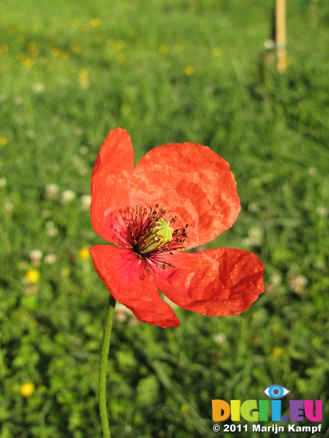 SX18790 Common poppy (Papaver rhoeas) in garden